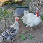 Quinta Terezinha リベイラ・ブラーヴァ