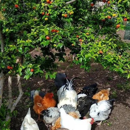 Quinta Terezinha