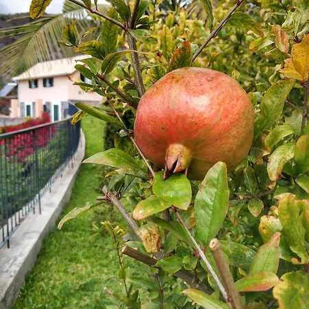 Quinta Terezinha Фермерский дом *
