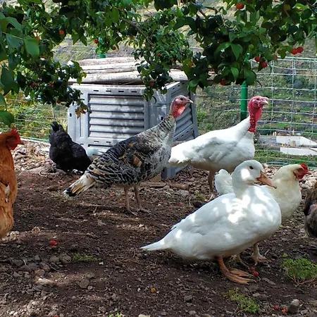 Alojamento de Turismo Rural Quinta Terezinha Ribeira Brava