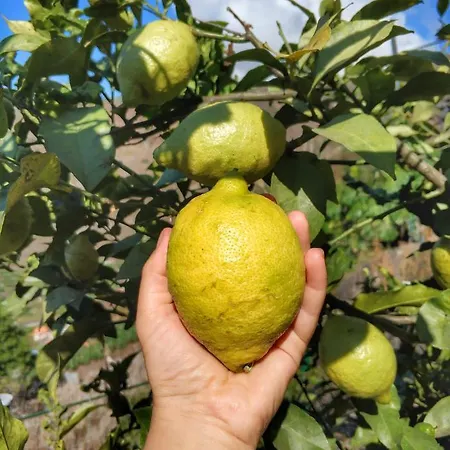 Alojamento de Turismo Rural Quinta Terezinha