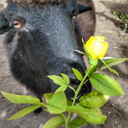 Quinta Terezinha Alojamento de Turismo Rural Ribeira Brava