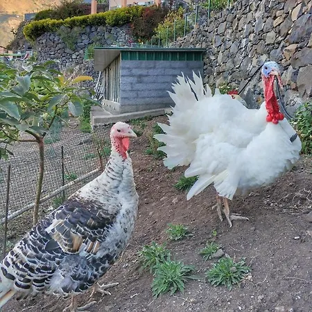 Quinta Terezinha Ribeira Brava