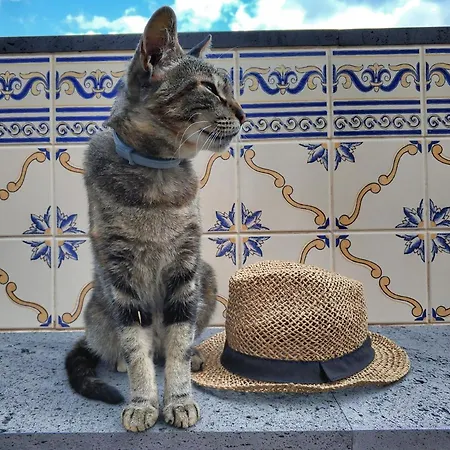 Quinta Terezinha Ribeira Brava