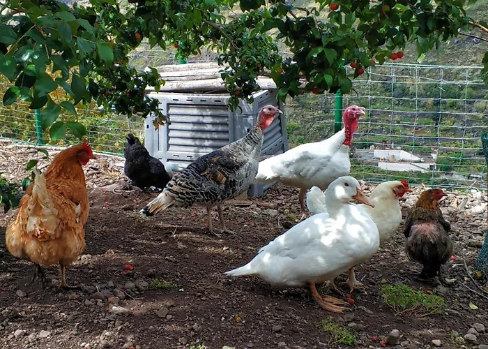 Gospodarstwo agroturystyczne Quinta Terezinha Ribeira Brava