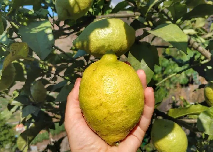 Gospodarstwo agroturystyczne Quinta Terezinha