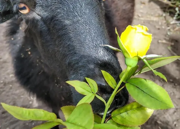 Quinta Terezinha Gospodarstwo agroturystyczne Ribeira Brava