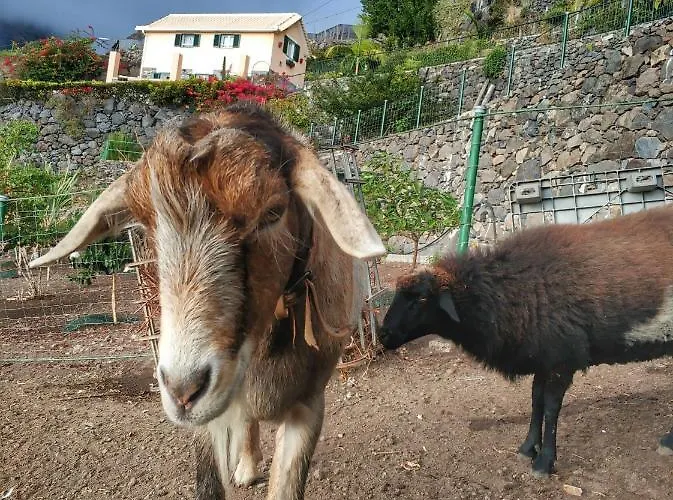 Quinta Terezinha * Ribeira Brava