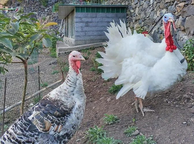 Quinta Terezinha Ribeira Brava