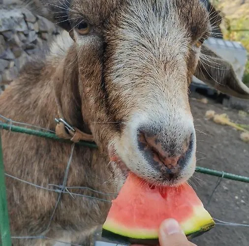 Quinta Terezinha Agroturismo Ribeira Brava